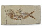 Cretaceous Fossil Fish (Sedenhorstia) - Lebanon #376352-1